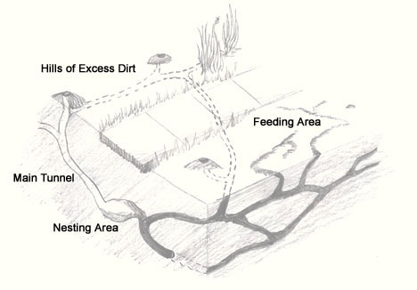 Diagram of typical mole digging patterns